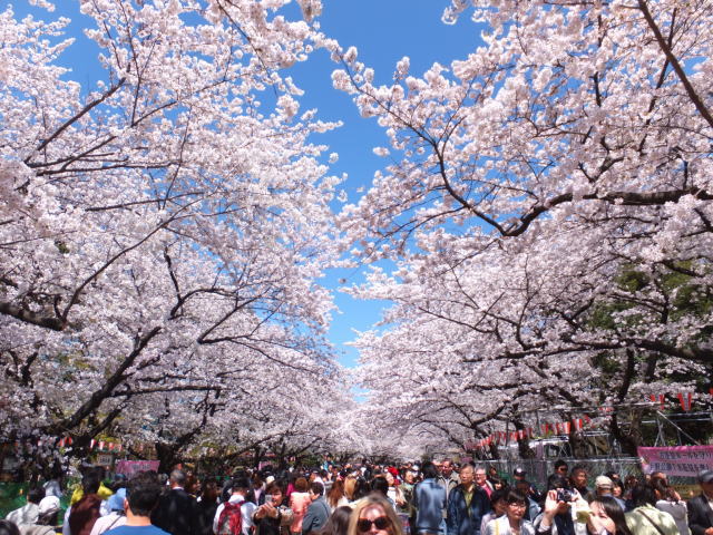 「上野公園 桜」の画像検索結果